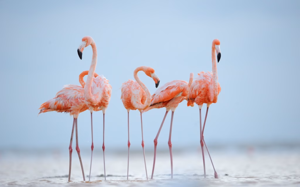 Full-Day Birding Tour in Agadir