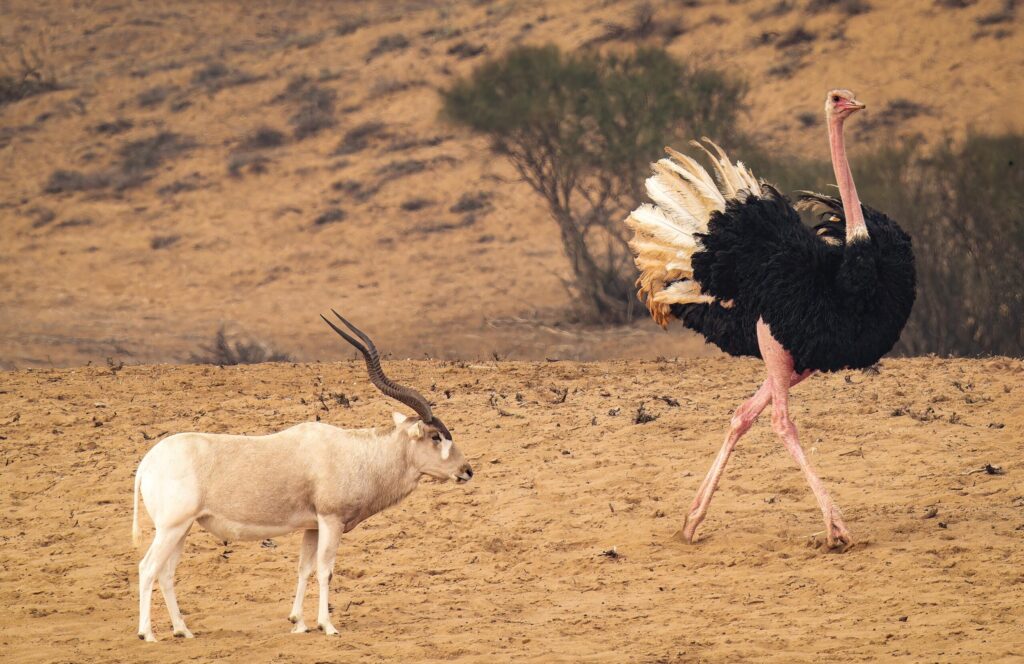 Full-Day Birding Tour in Agadir