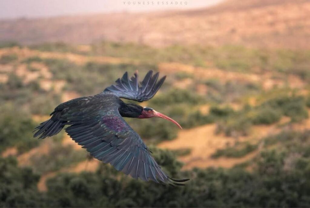 Full-Day Birding Tour in Agadir
