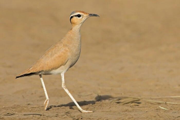 Half-Day Birding Tour From Taghazout