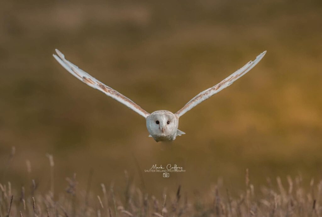 Full Day birding in agadir