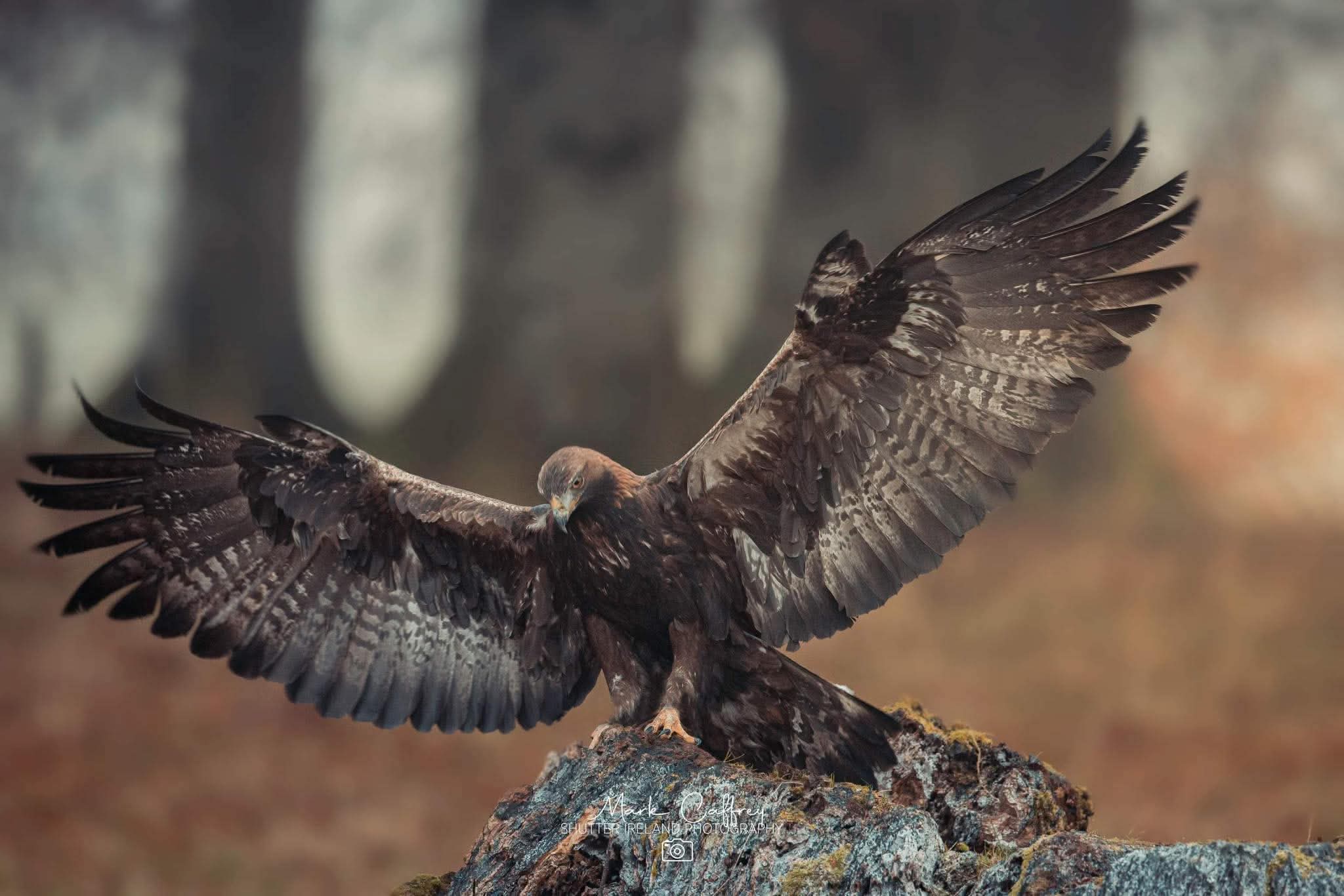 Guided Agadir Birding trips