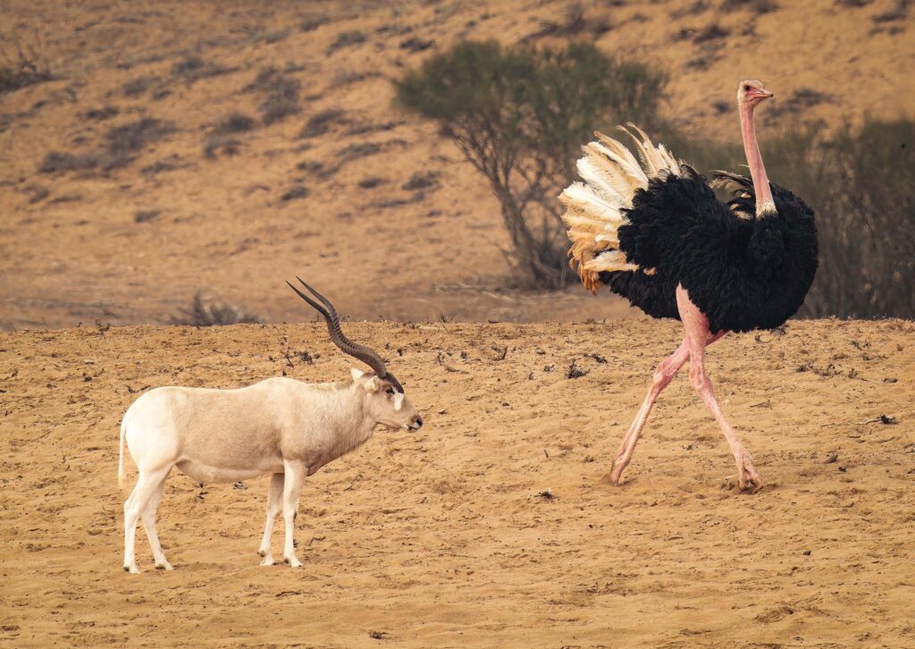 bird photography tour Agadir