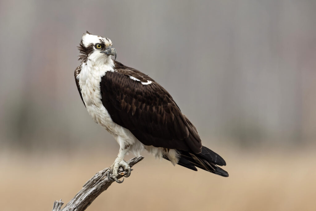 bird photography tour Agadir