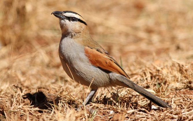 Half-day birding tour in Agadir