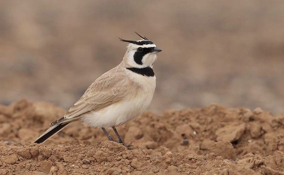Day Birding Tour in Morocco