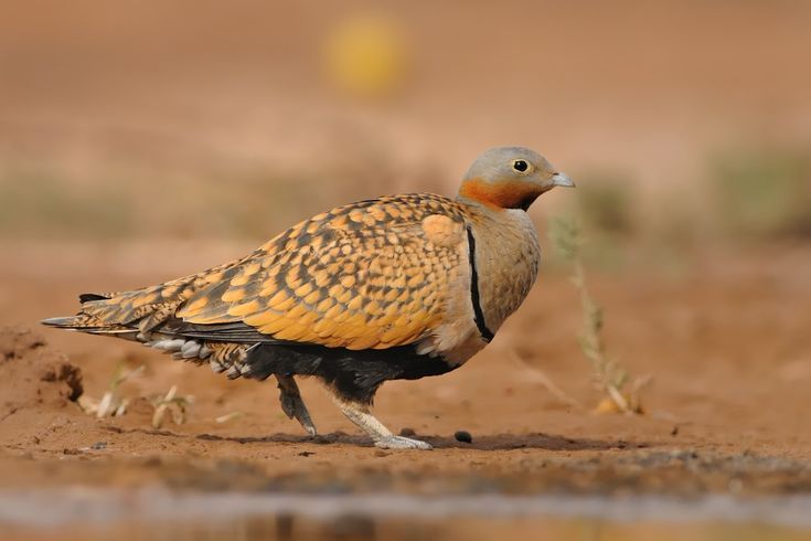 Day Birding Tour in Morocco