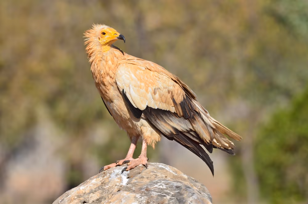 Day Birding Tour in Morocco