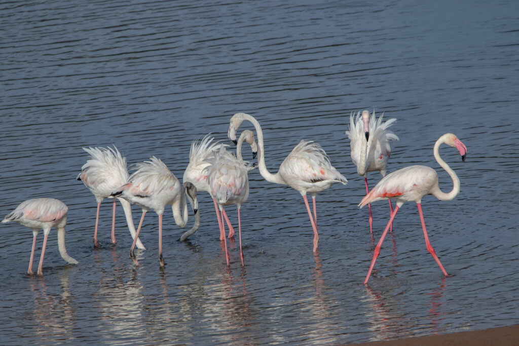 Half-Day Birding Tour in Agadir