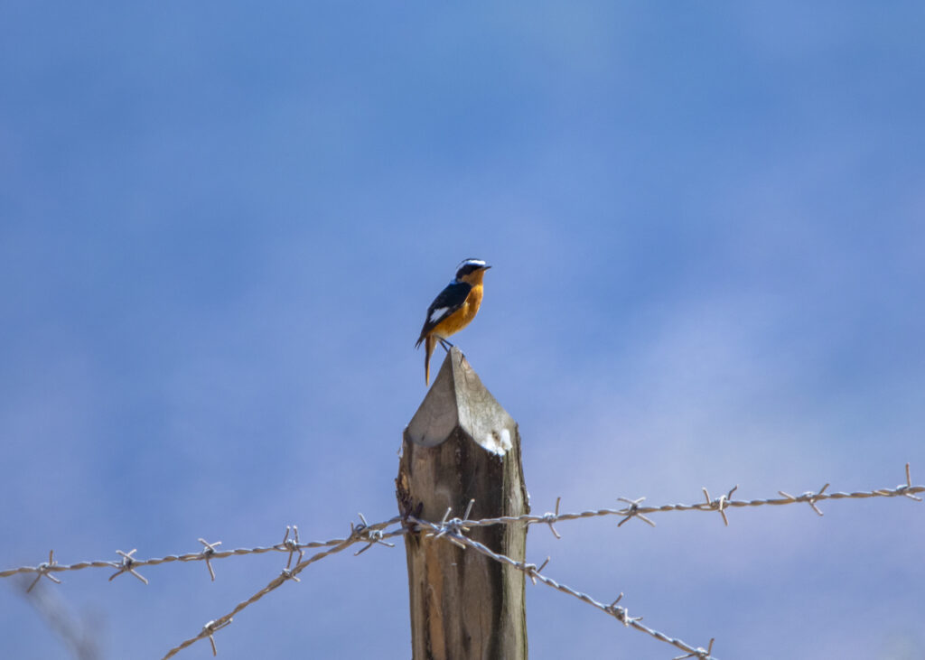 Half-Day Birding Tour in Agadir